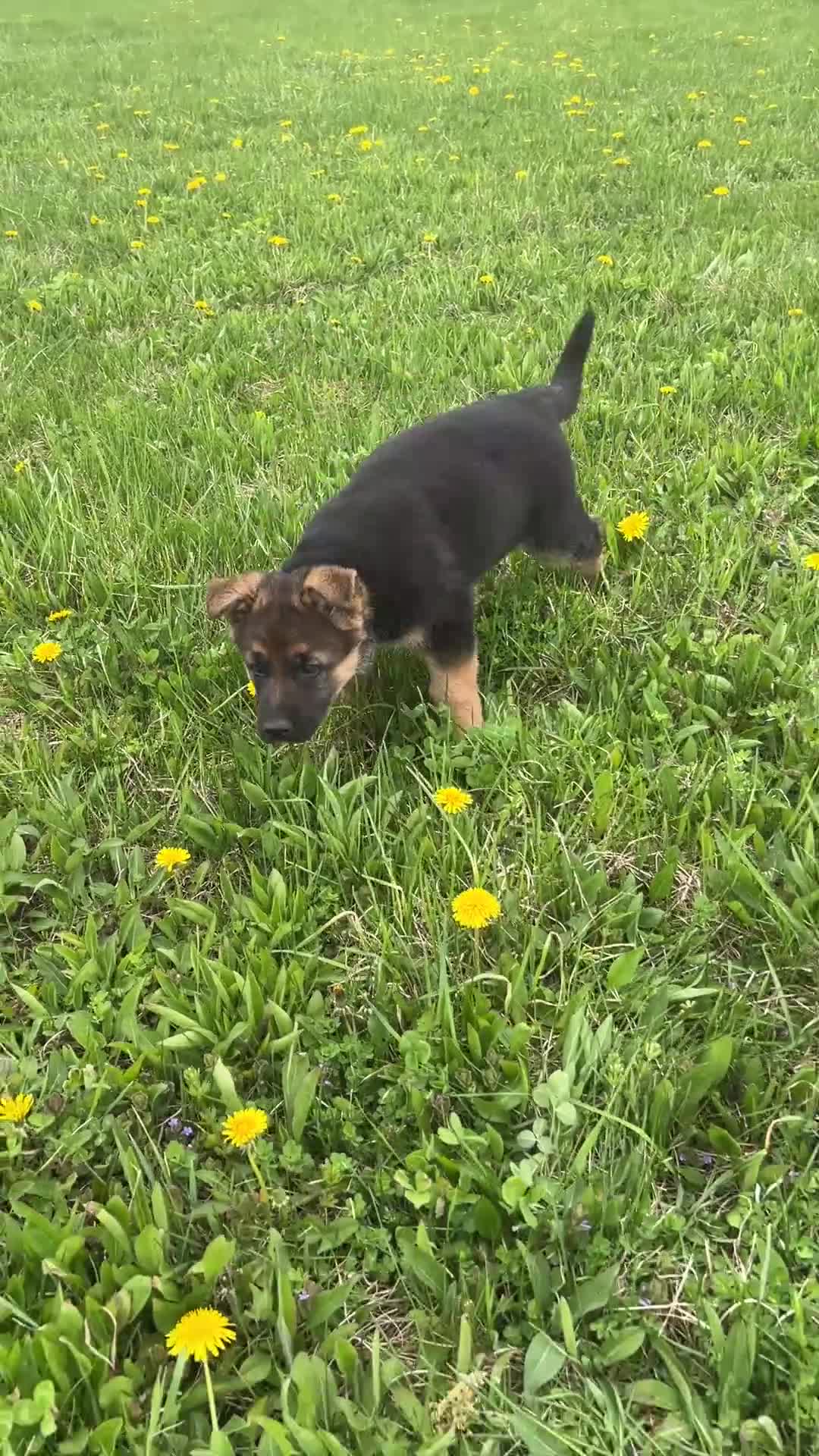 German Shepherd dogs for sale: Lulu - Video 1