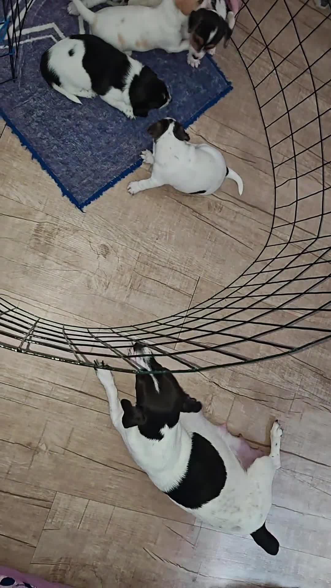 Jack Russell Terrier dogs for sale: Jack Russell Terrier 3 - Video 1