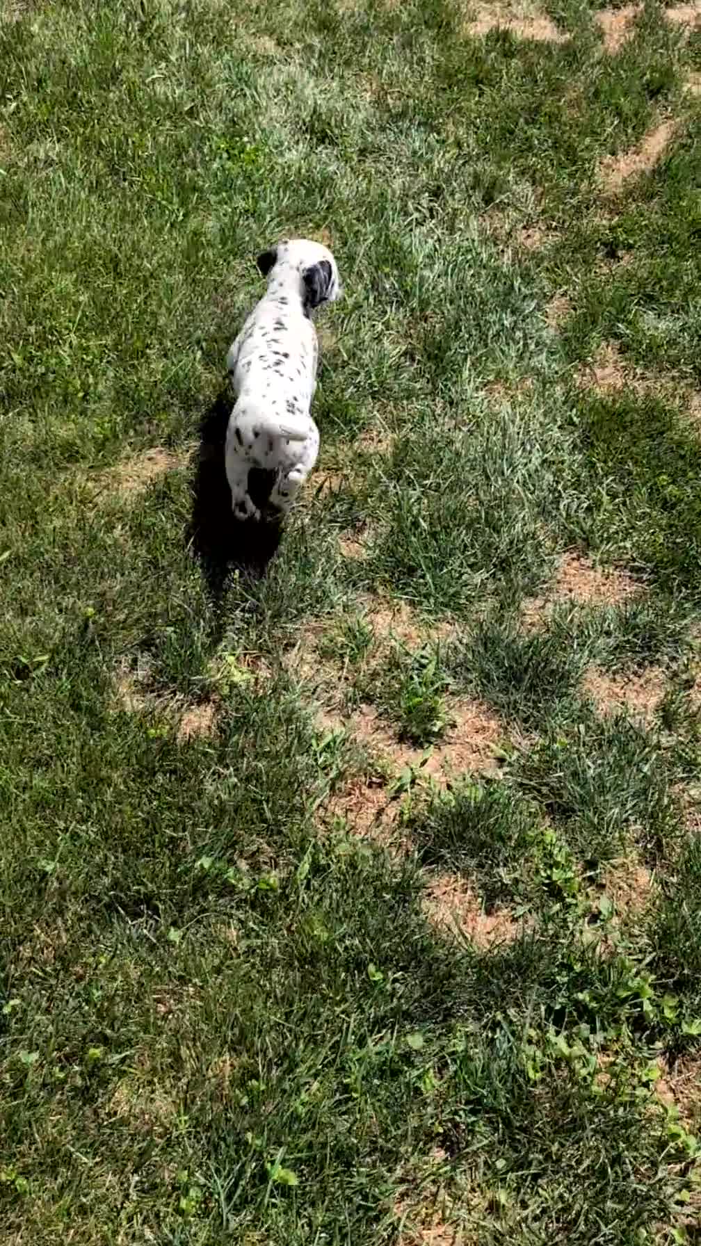 Dalmatian dogs for sale: Ariel - Video 1
