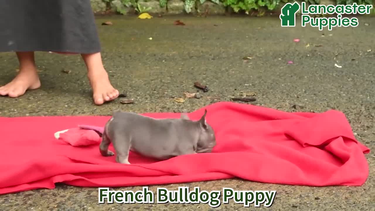 French Bulldog dogs for sale: Aina - Video 1