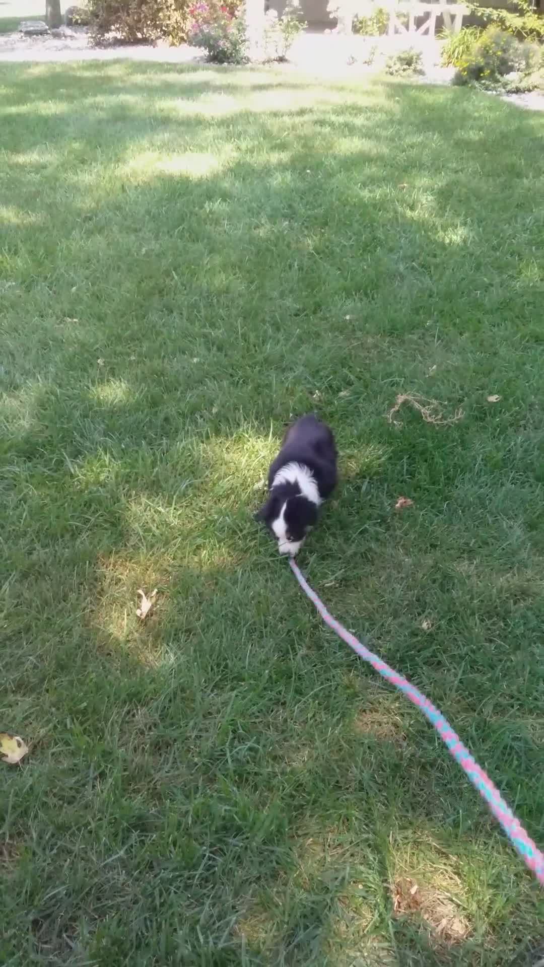 Miniature Australian Shepherd dogs for sale: Rosie - Video 2