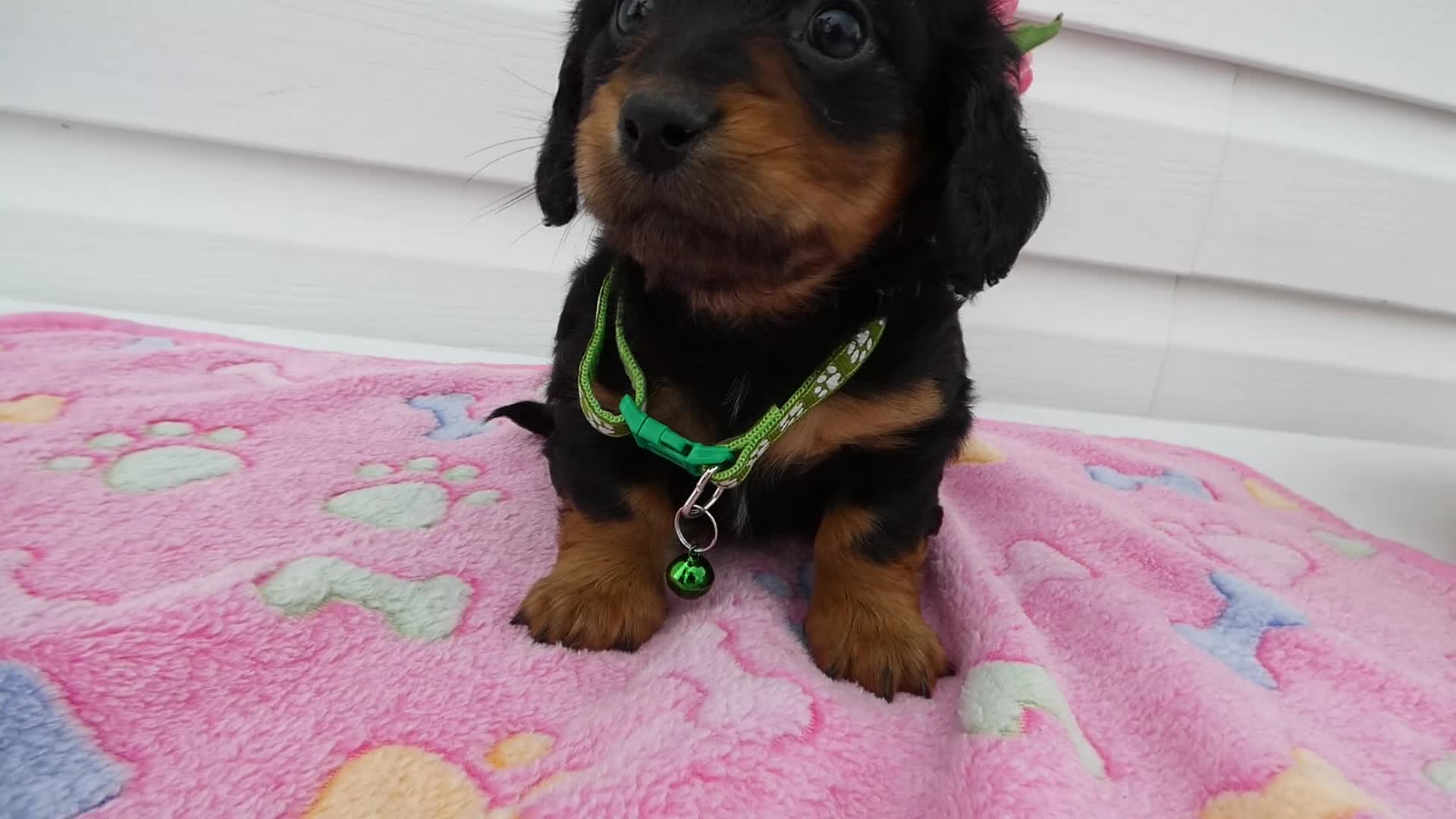 Miniature Dachshund dogs for sale: Miniature Dachshund Puppy 2 Dottie - Video 1