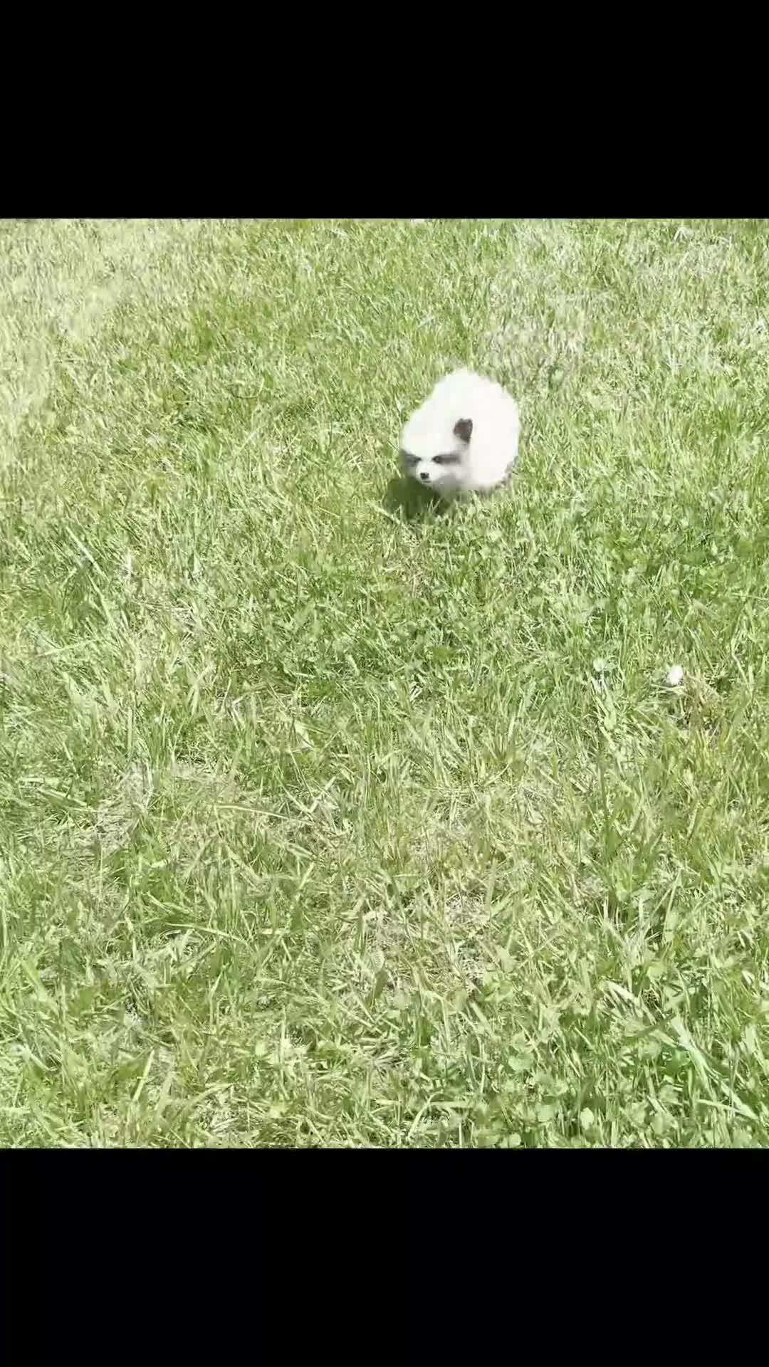Pomeranian dogs for sale: Simba - Video 1