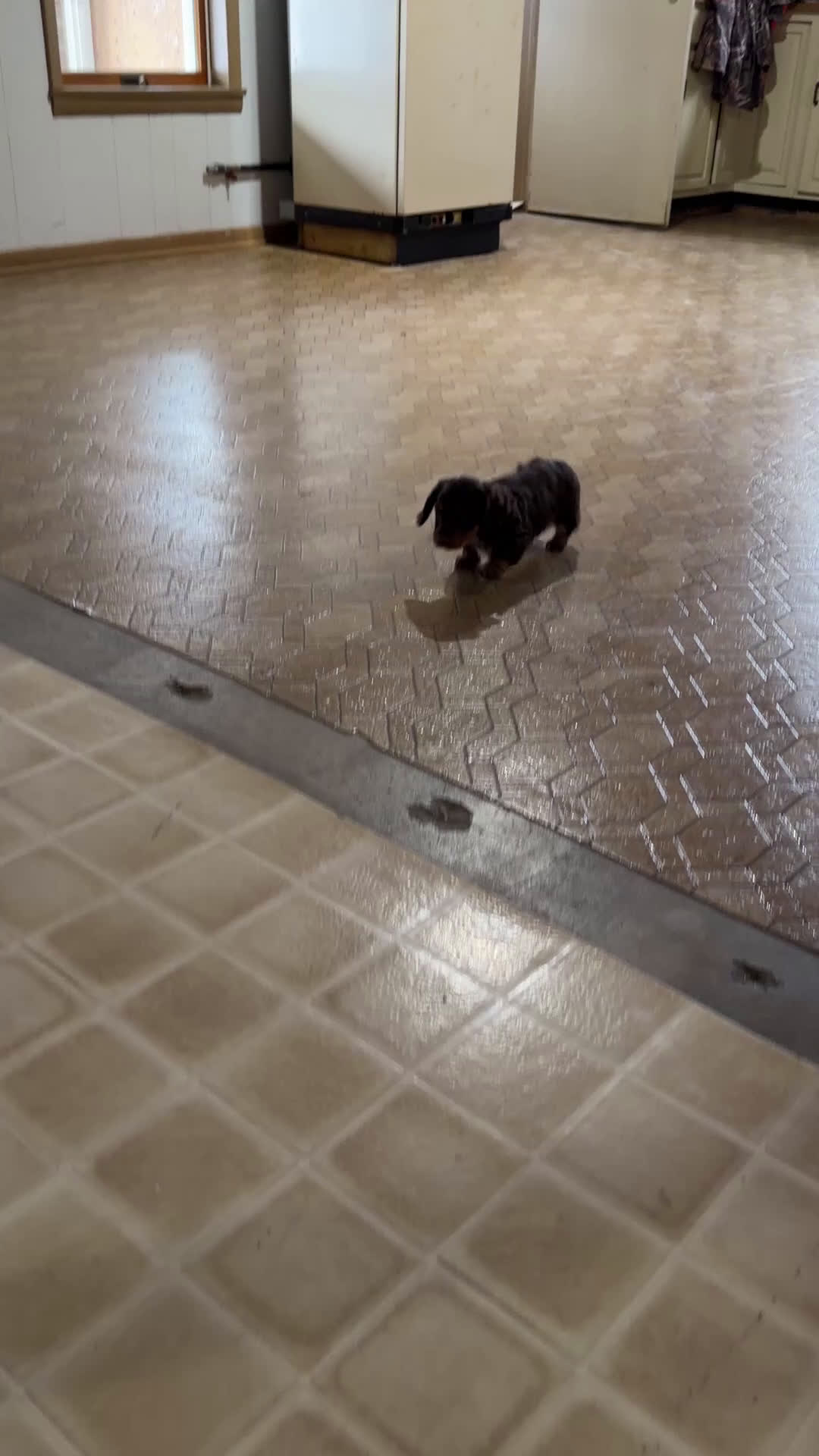 Miniature Dachshund dogs for sale: Skye - Video 1