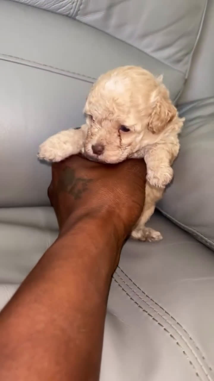 Toy Poodle dogs for sale: Toy Poodle Puppy 2 - Video 1