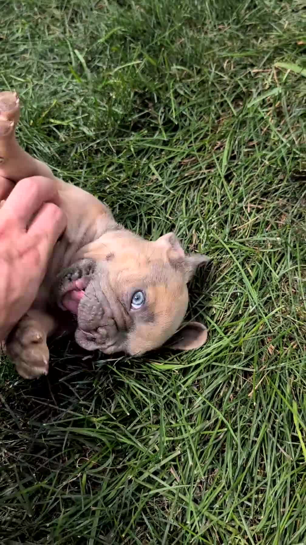 French Bulldog dogs for sale: Yeti - Video 1