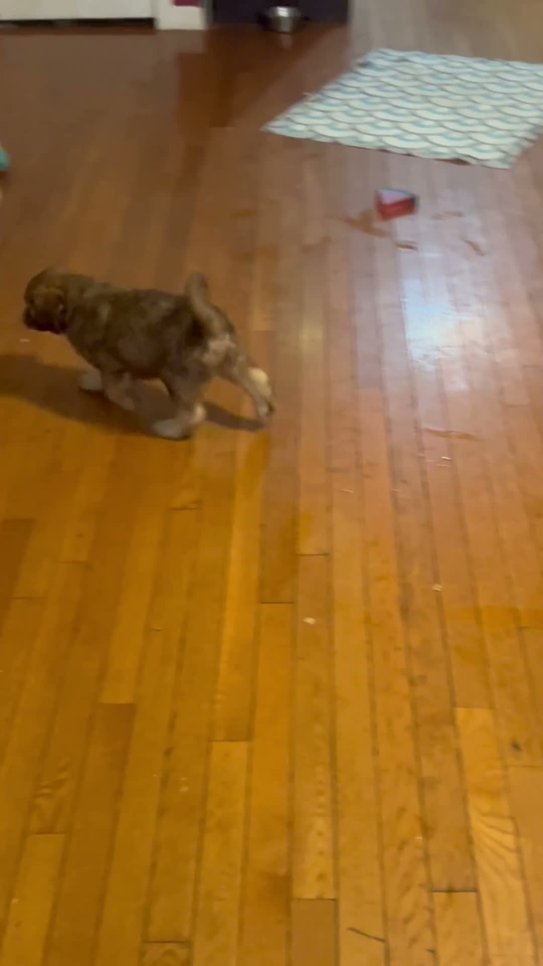 Aussiedoodle dogs for sale: Aussiedoodle 2 - Video 1