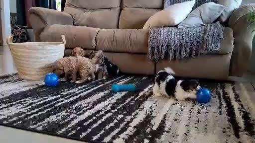 Cavapoo dogs for sale: Cody - Video 2