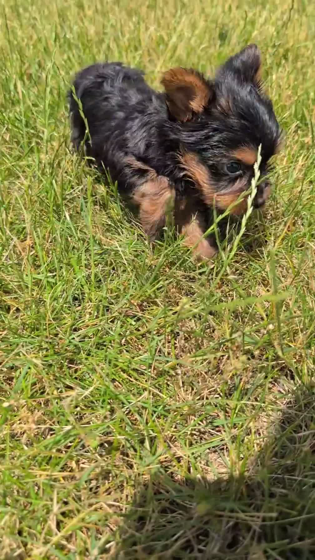 Yorkshire Terrier dogs for sale: Zya - Video 1
