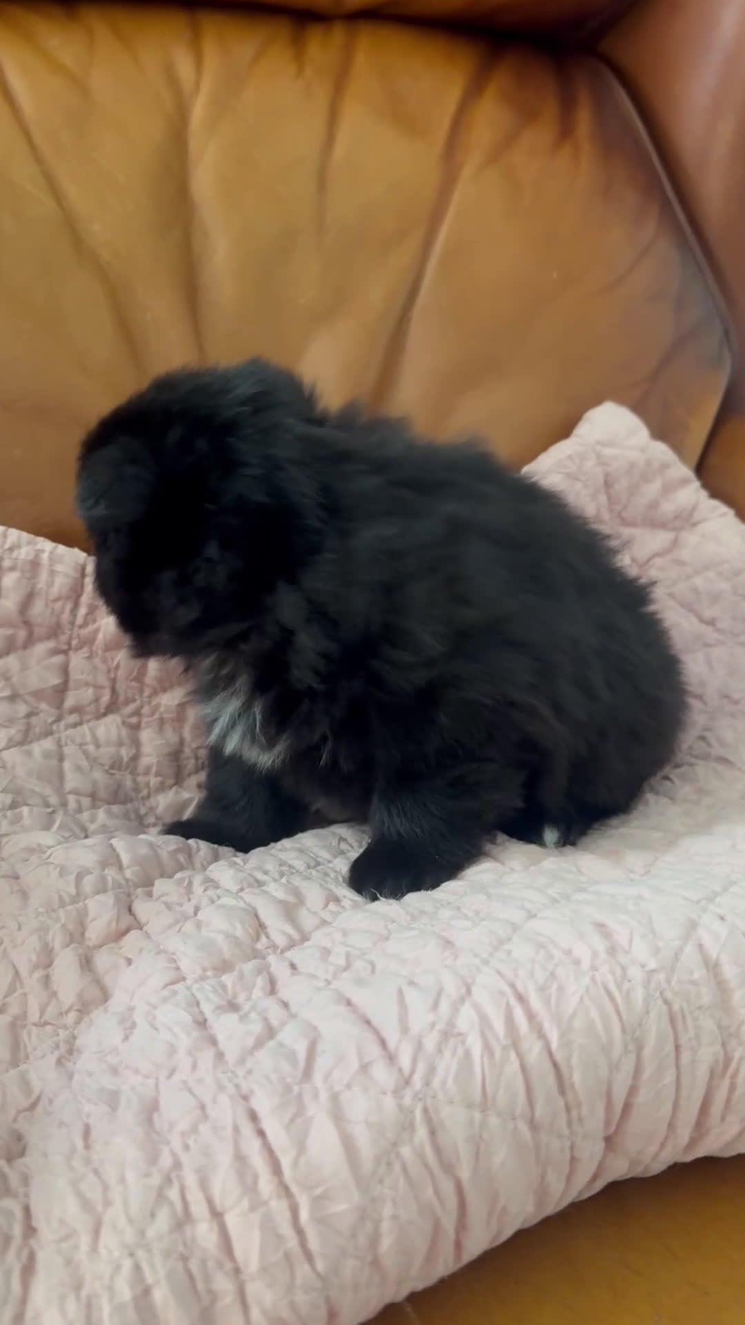 Pomeranian dogs for sale: Pomeranian Puppy 1 - Video 1