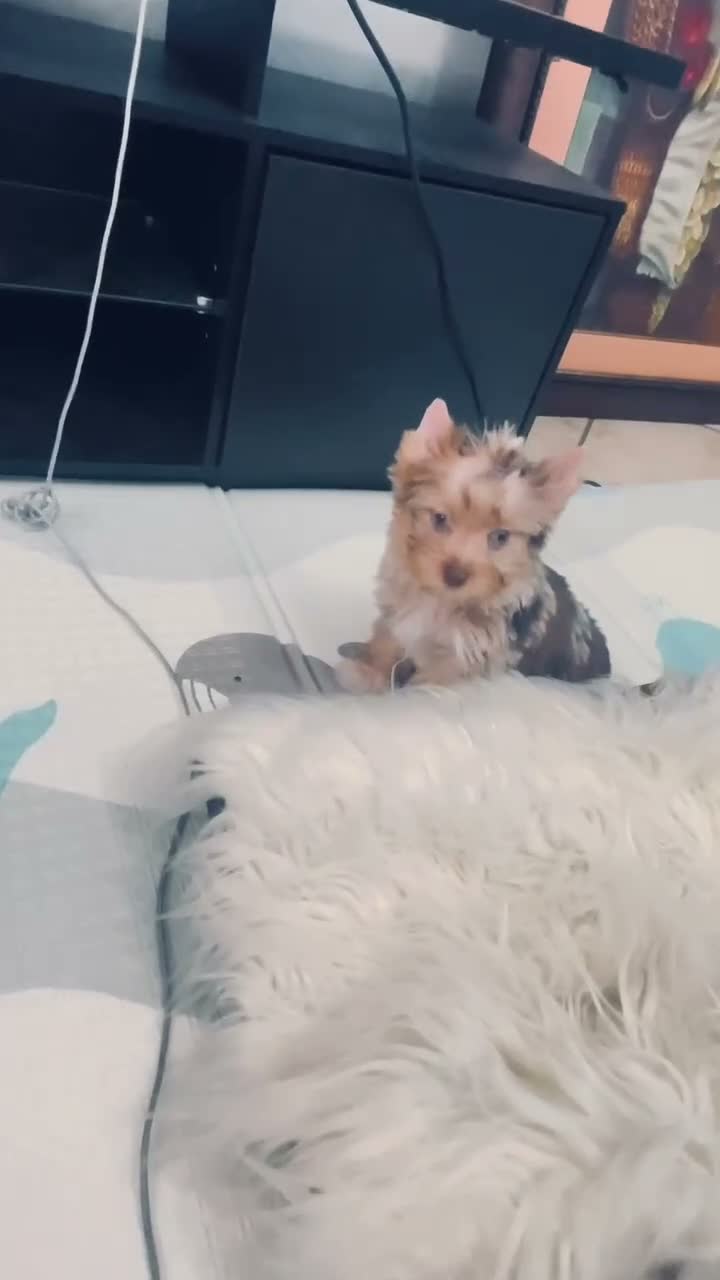 Yorkshire Terrier dogs for sale: Yorkshire Terrier 1 - Video 1