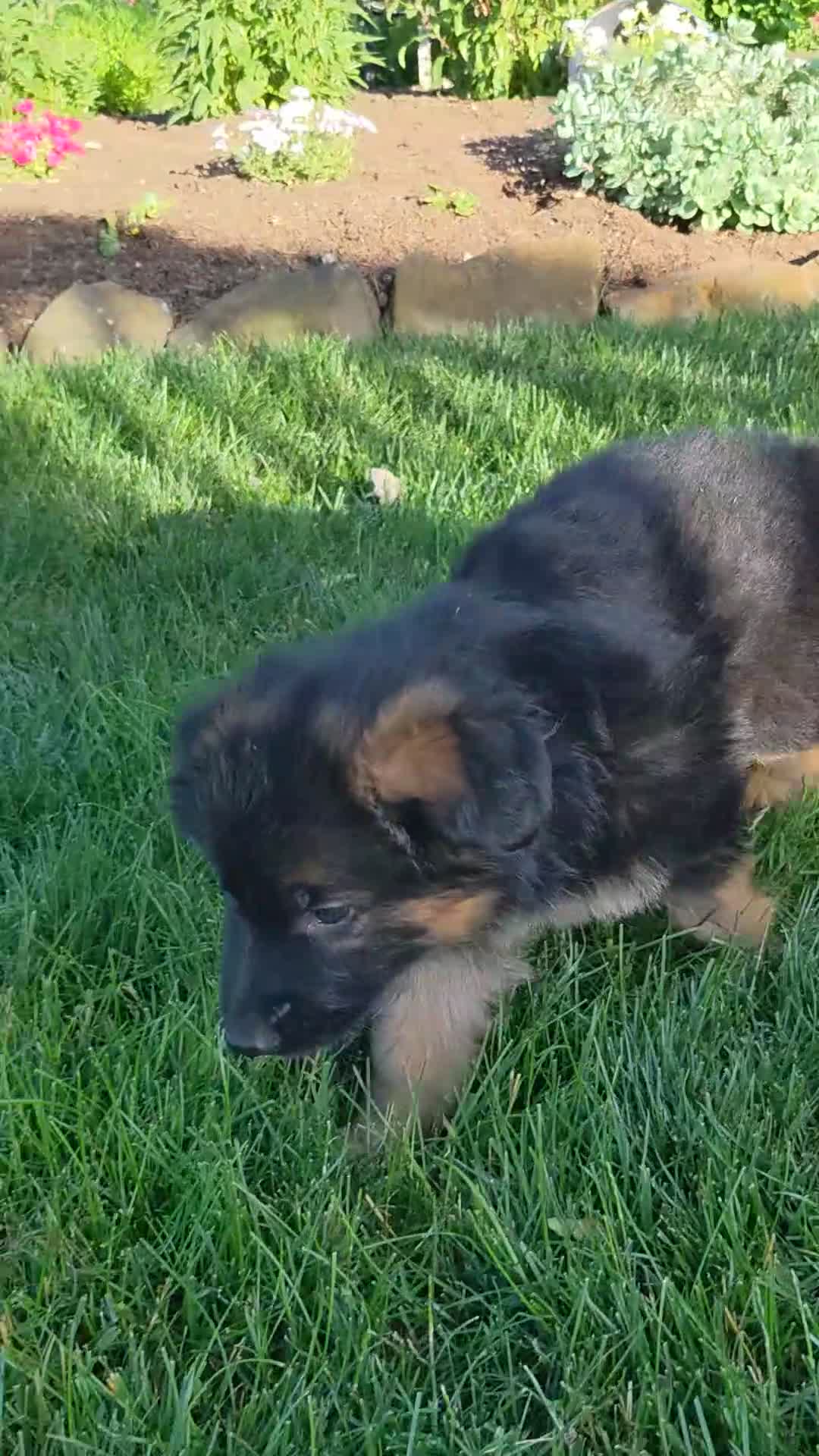 German Shepherd dogs for sale: German Shepherd Puppy 4 - Video 1