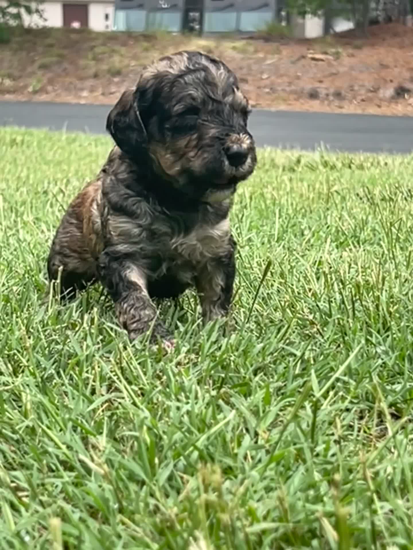 Bordoodle dogs for sale: Onyx - Video 1
