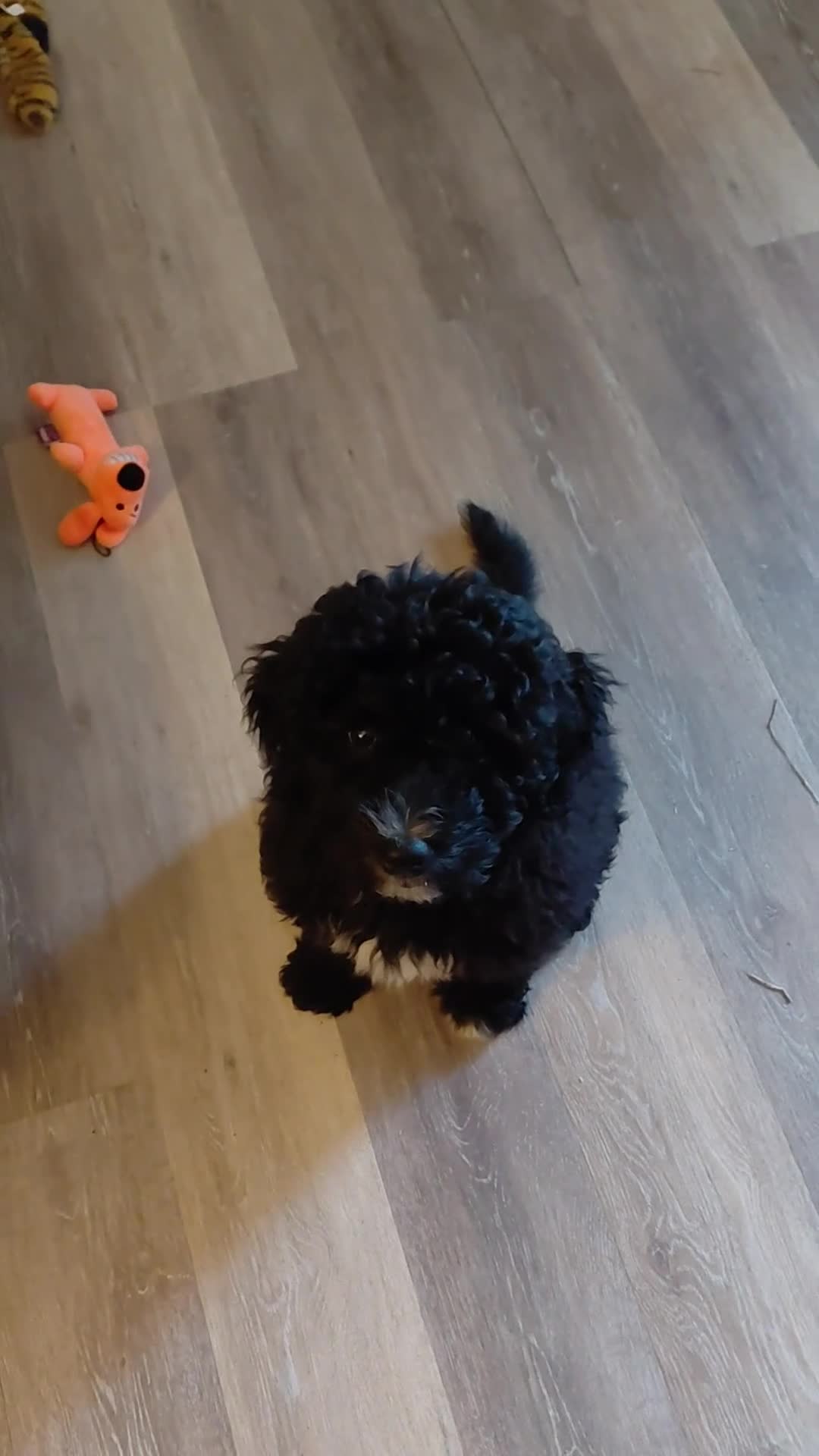 Double Doodle dogs for sale: Chelsea-Mountain Goldendoodle  - Video 2