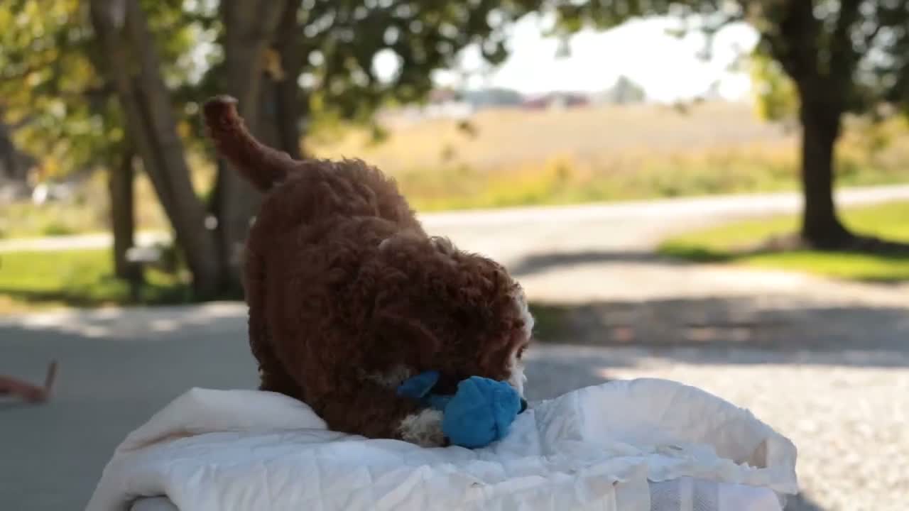 Cavapoo dogs for sale: Blaise Cavapoo  - Video 1