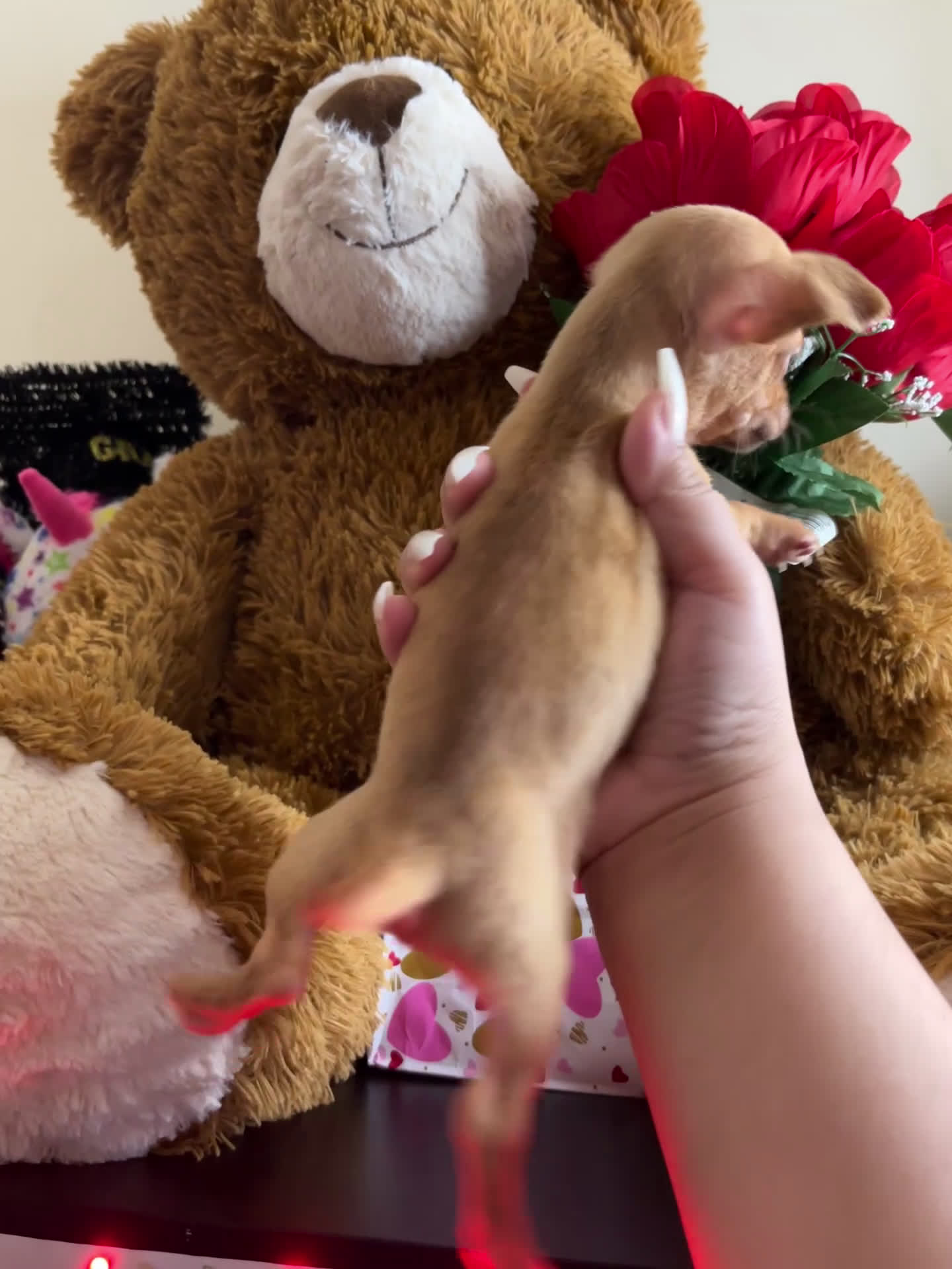 Chihuahua dogs for sale: Chihuahua Puppy 1 - Video 1