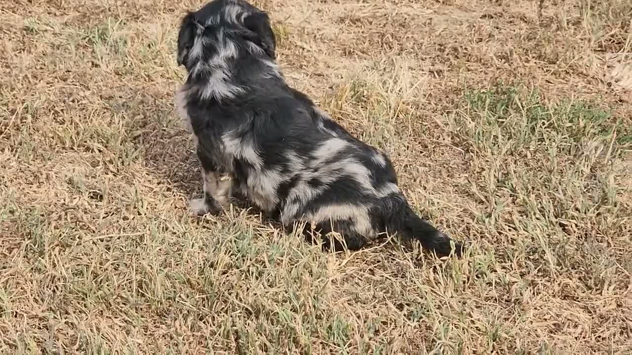 Goldendoodle dogs for sale: Springer - Video 1