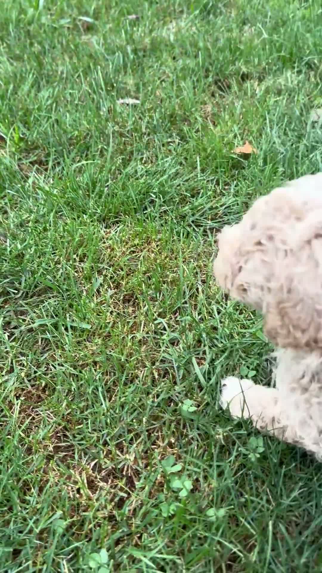 Miniature Poodle dogs for sale: Daisy - Miniature - Video 1