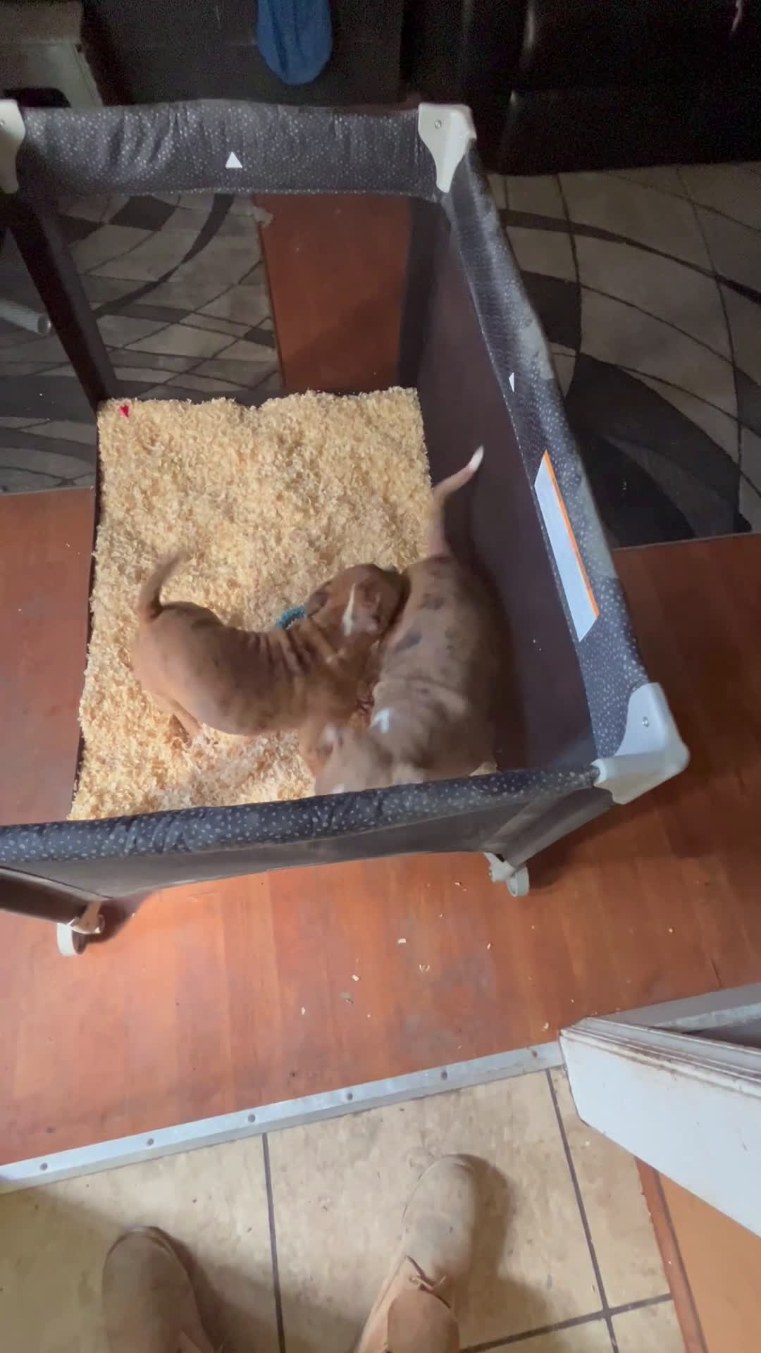 American Bully dogs for sale: American Bully Puppy 1 - Video 2