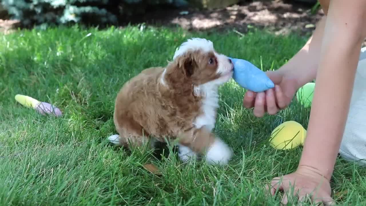 Cavapoo dogs for sale: Oliver - Video 1