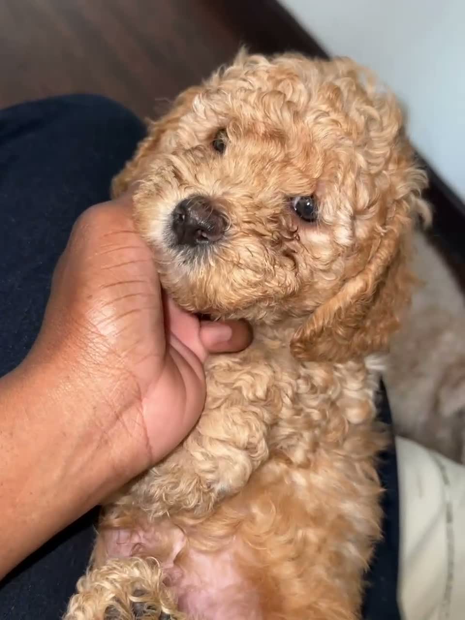 Havapoo dogs for sale: Brown - Video 1