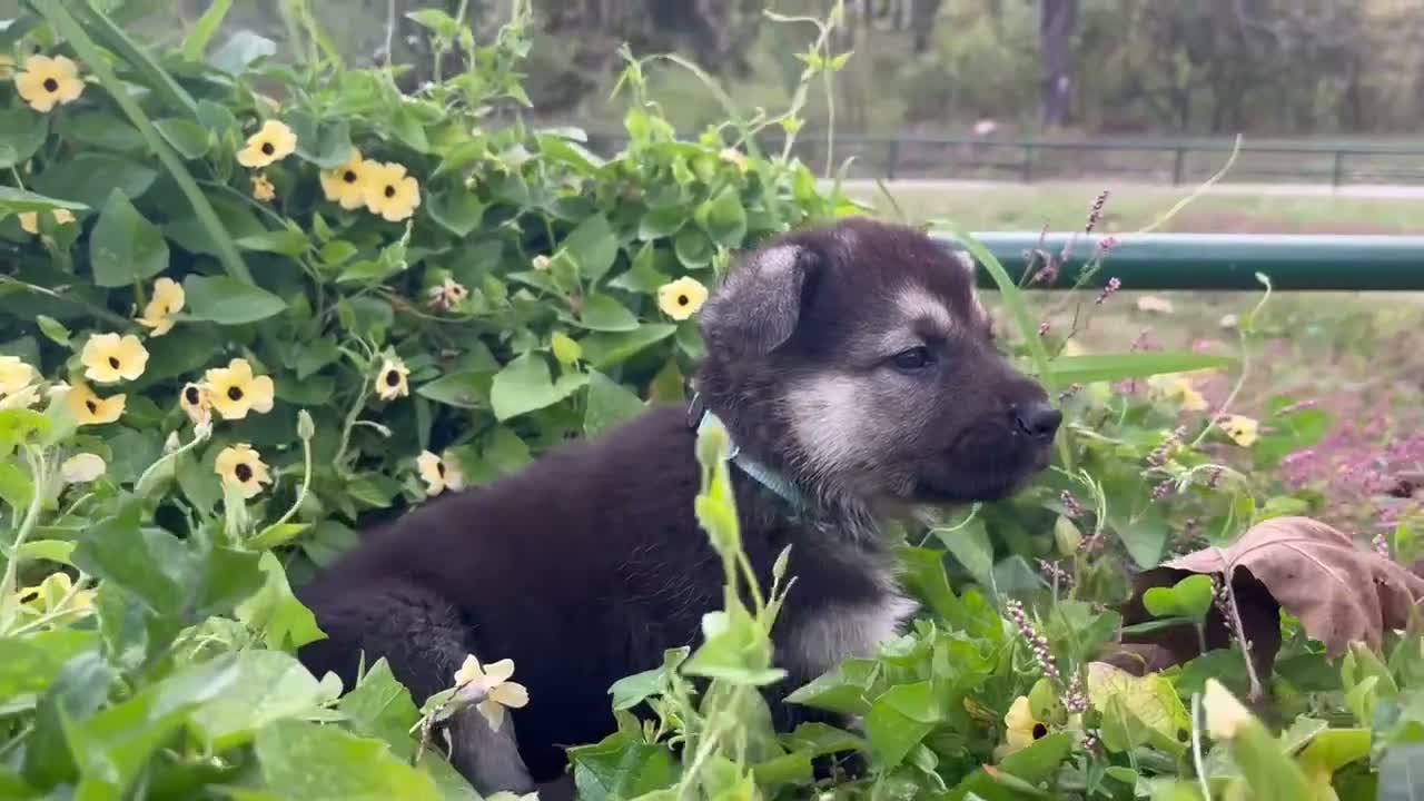 German Shepherd dogs for sale: Agate  - Video 1