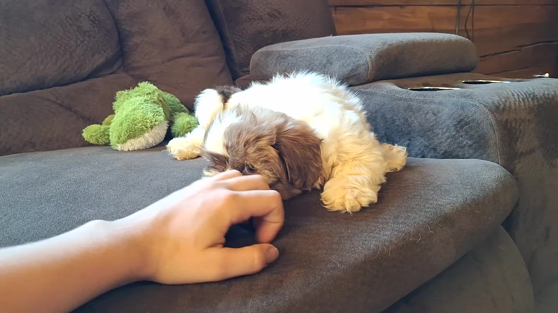 Teddy Bear dogs for sale: Rocky - Video 3