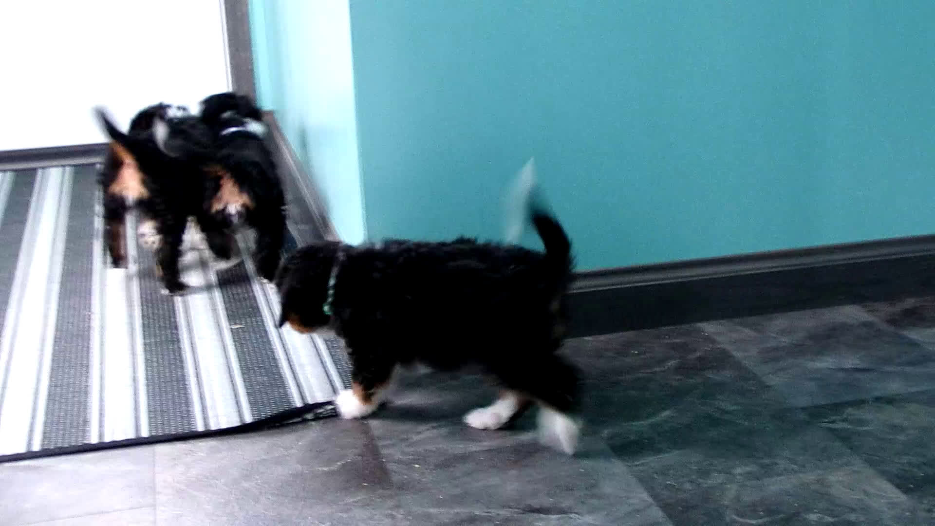 Mini Bernedoodle dogs for sale: Mini Bernedoodle Puppy 1 Carson - Video 1