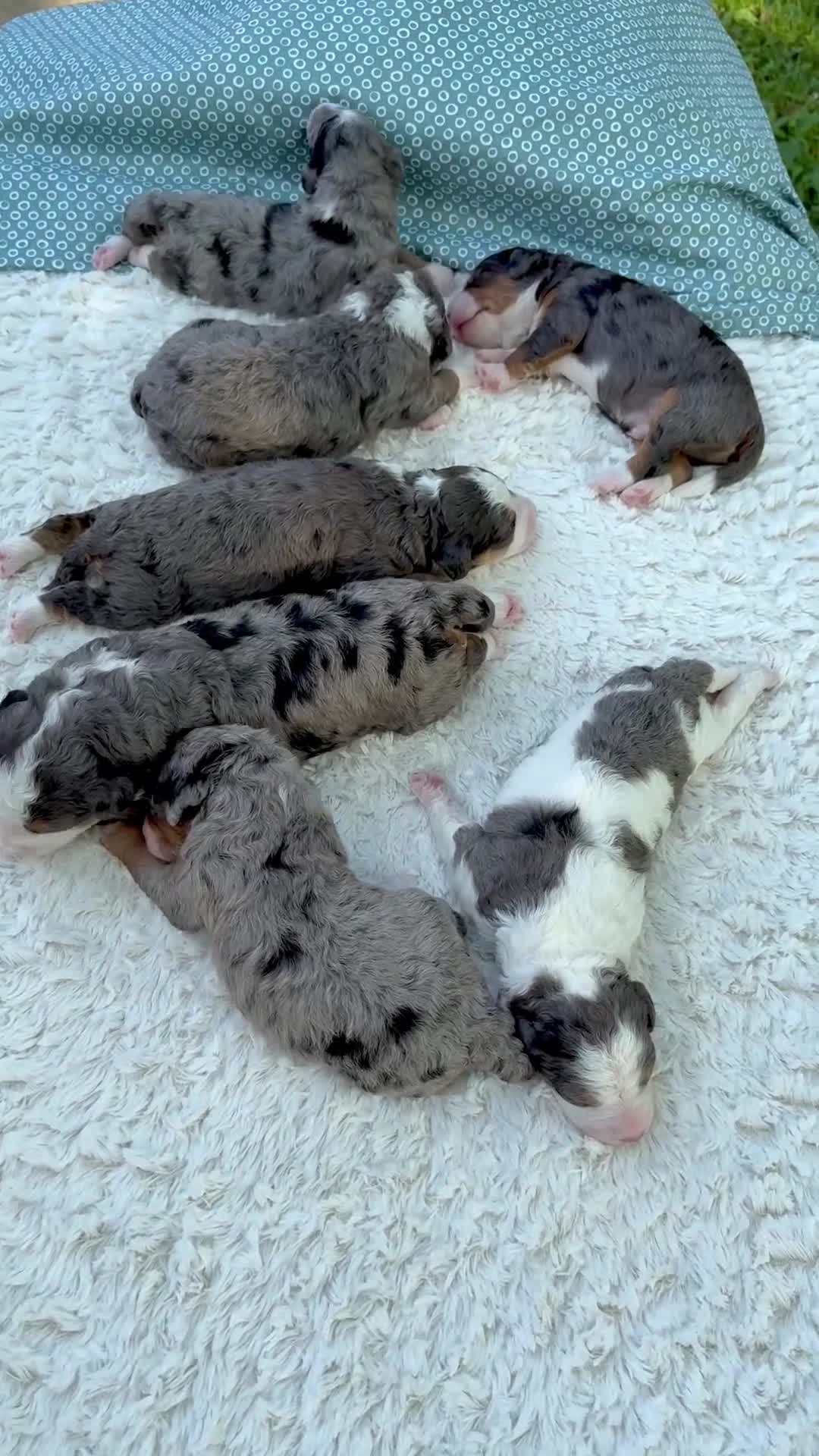 Mini Bernedoodle dogs for sale: Ace ❤️ - Video 1