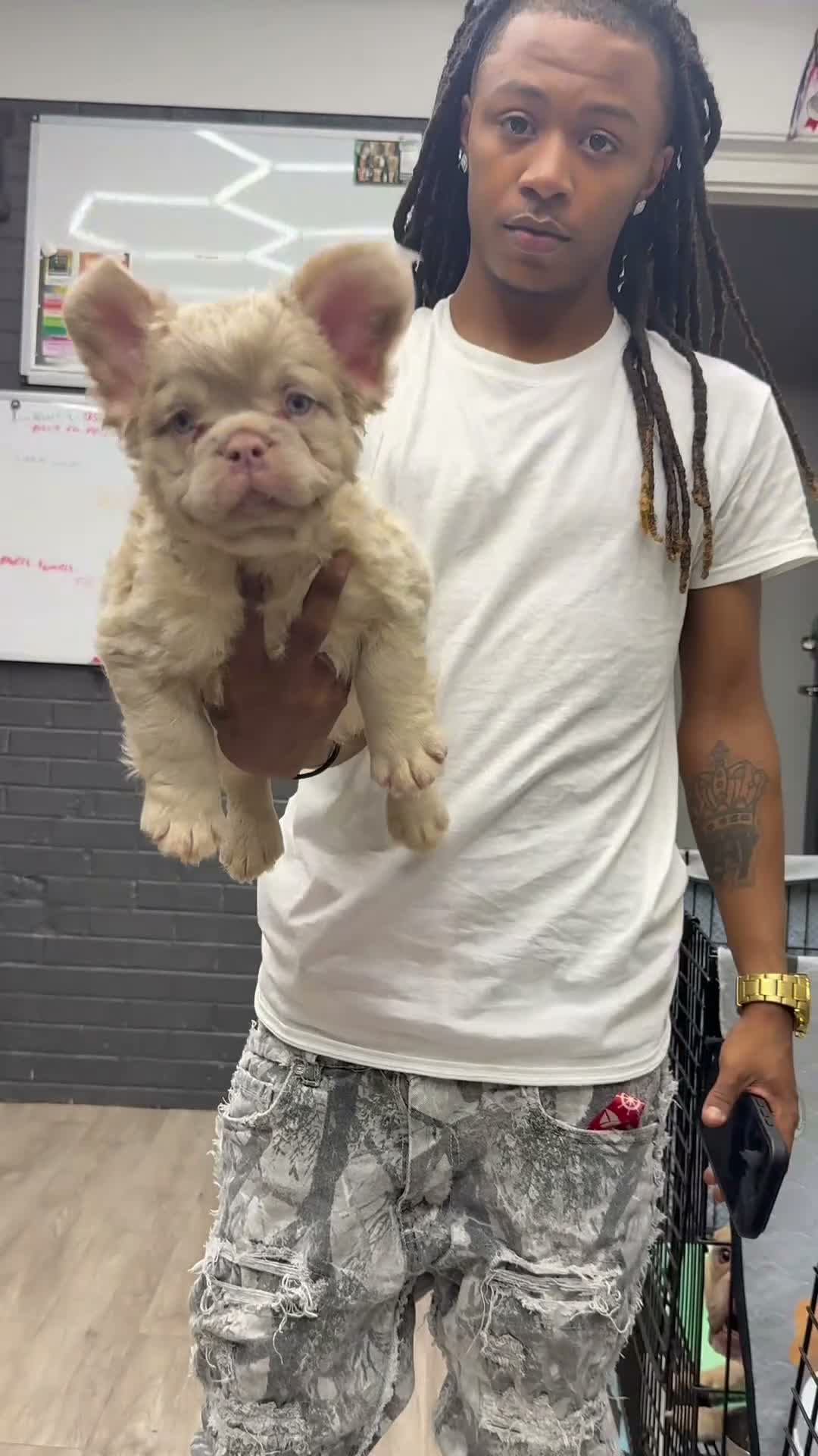 French Bulldog dogs for sale: French Bulldog 2 - Video 1