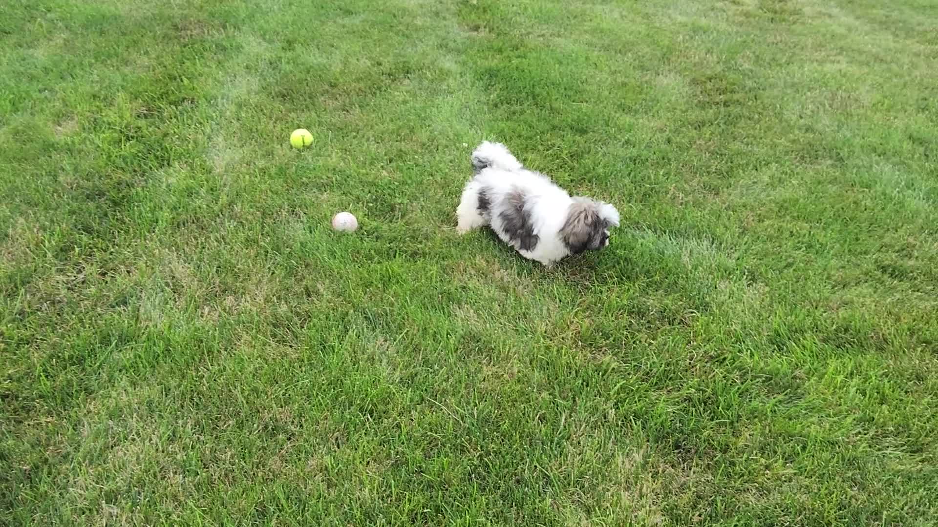 Shih Tzu dogs for sale: Jasper - Video 1