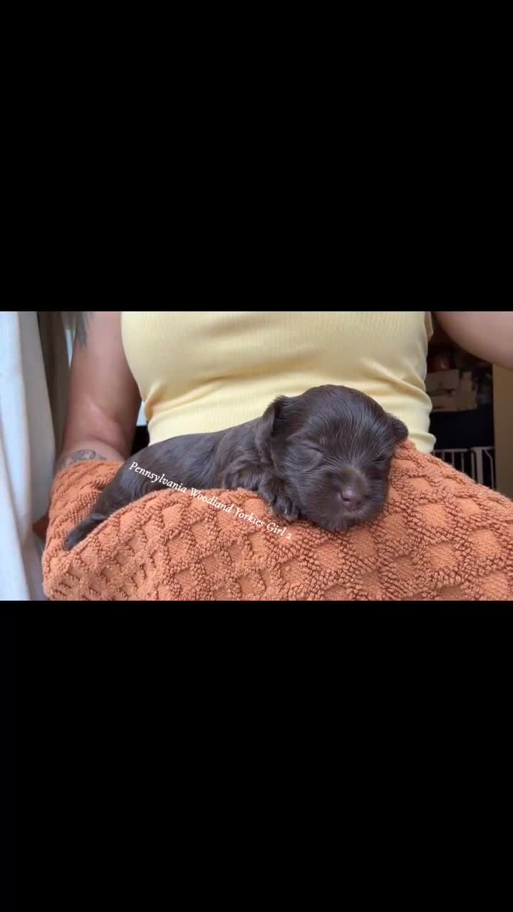 Yorkshire Terrier dogs for sale: Yorkshire Terrier 3 - Video 1