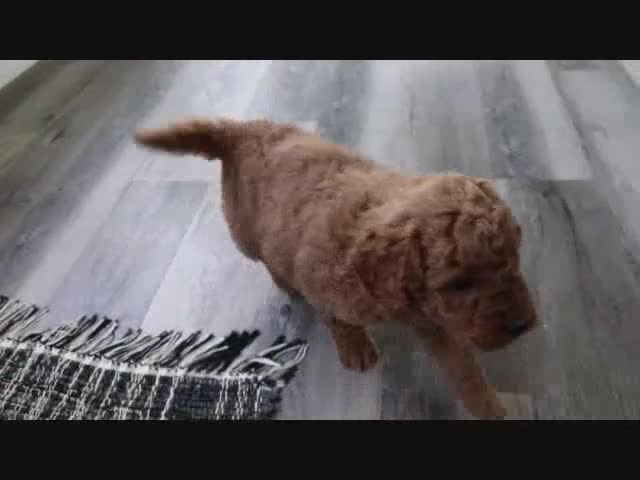 Mini Goldendoodle dogs for sale: Ryan - Video 1