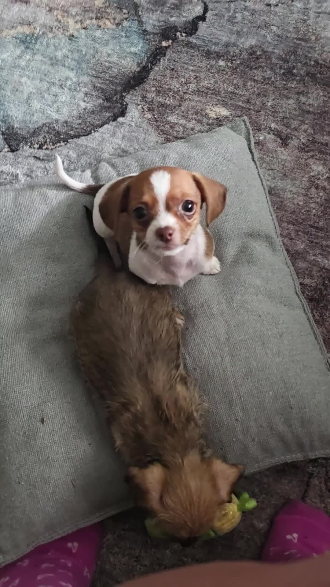 Mixed Breed dogs for sale: Oliver - Video 1