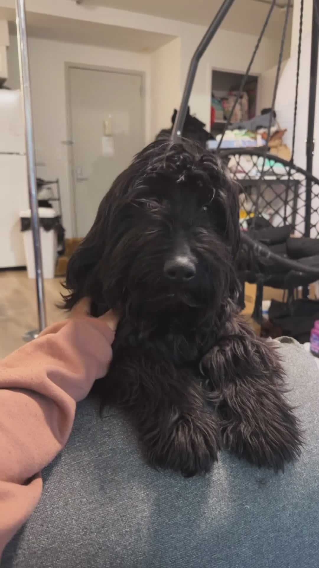 Labradoodle dogs for sale: Mellow - Video 1