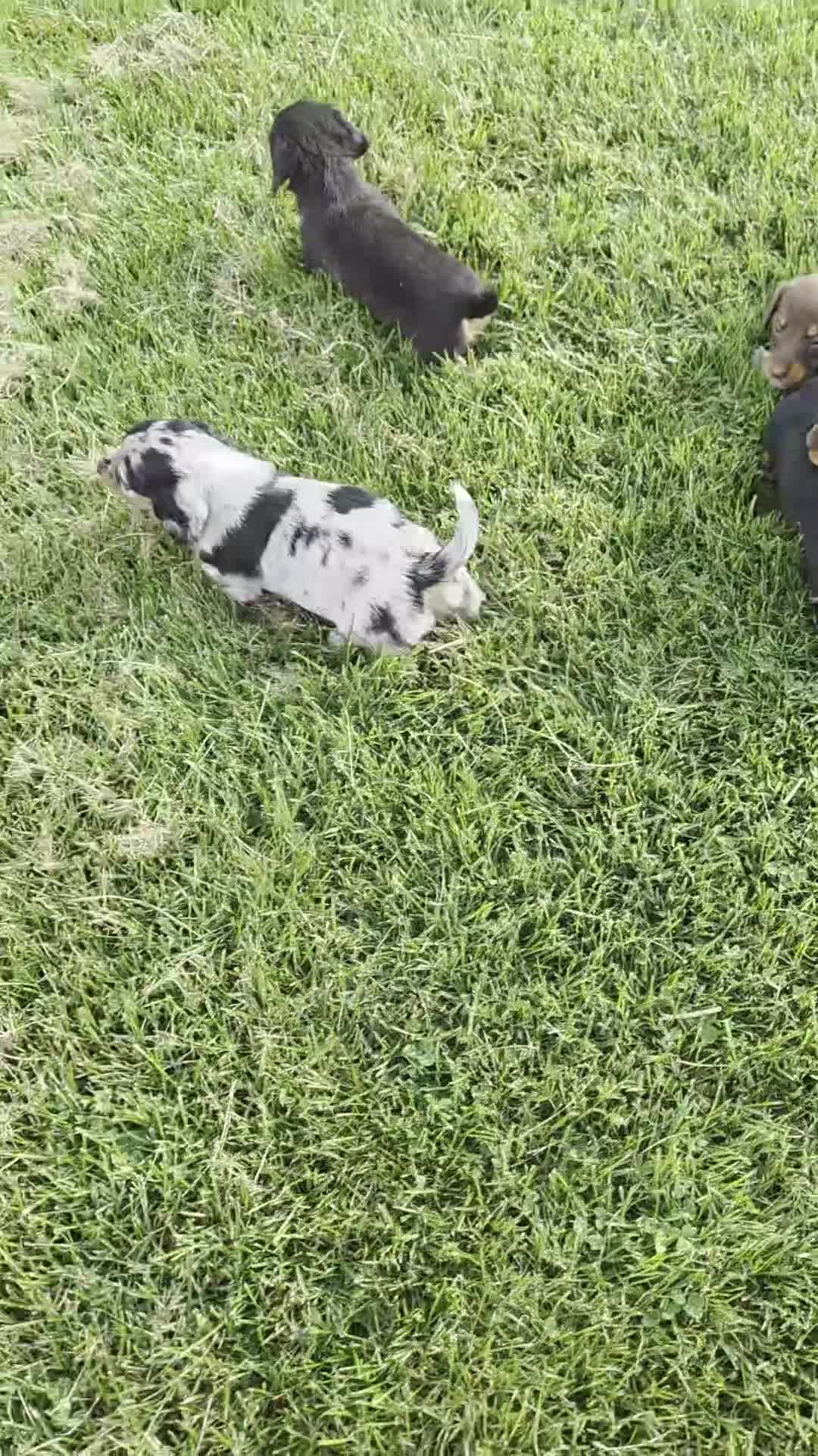 Miniature Dachshund dogs for sale: Jasmine - Video 1