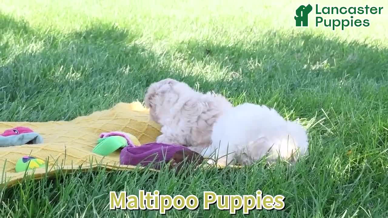 Maltipoo dogs for sale: Faith - Video 1