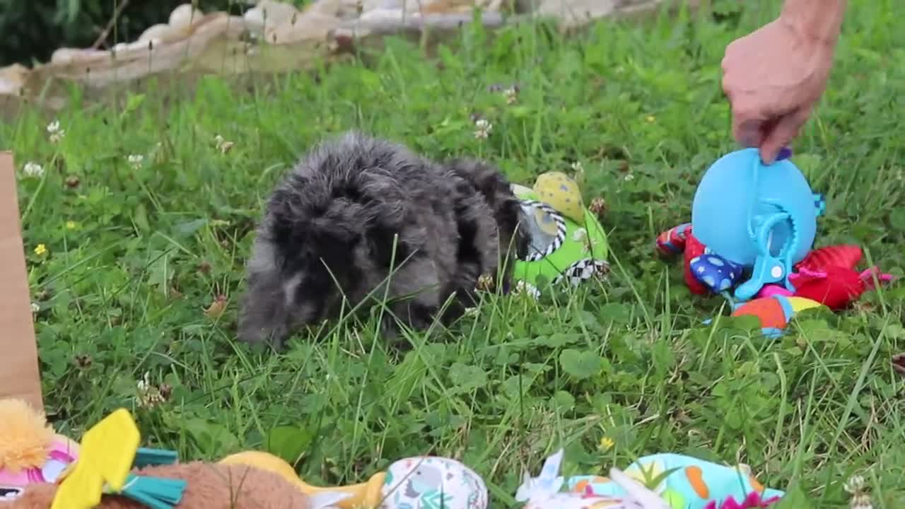 Miniature Poodle dogs for sale: Dustin - Video 1