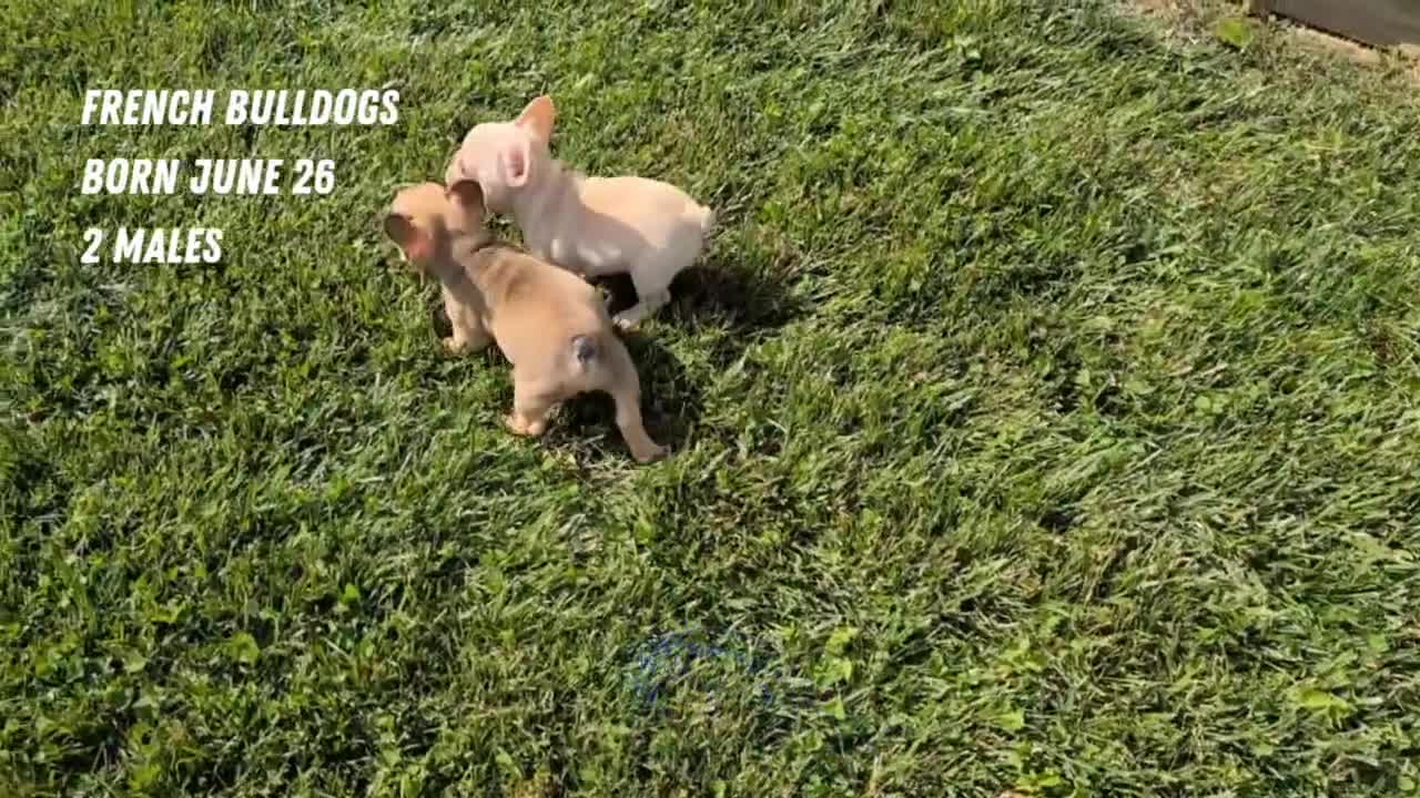 French Bulldog dogs for sale: Xander - Video 2