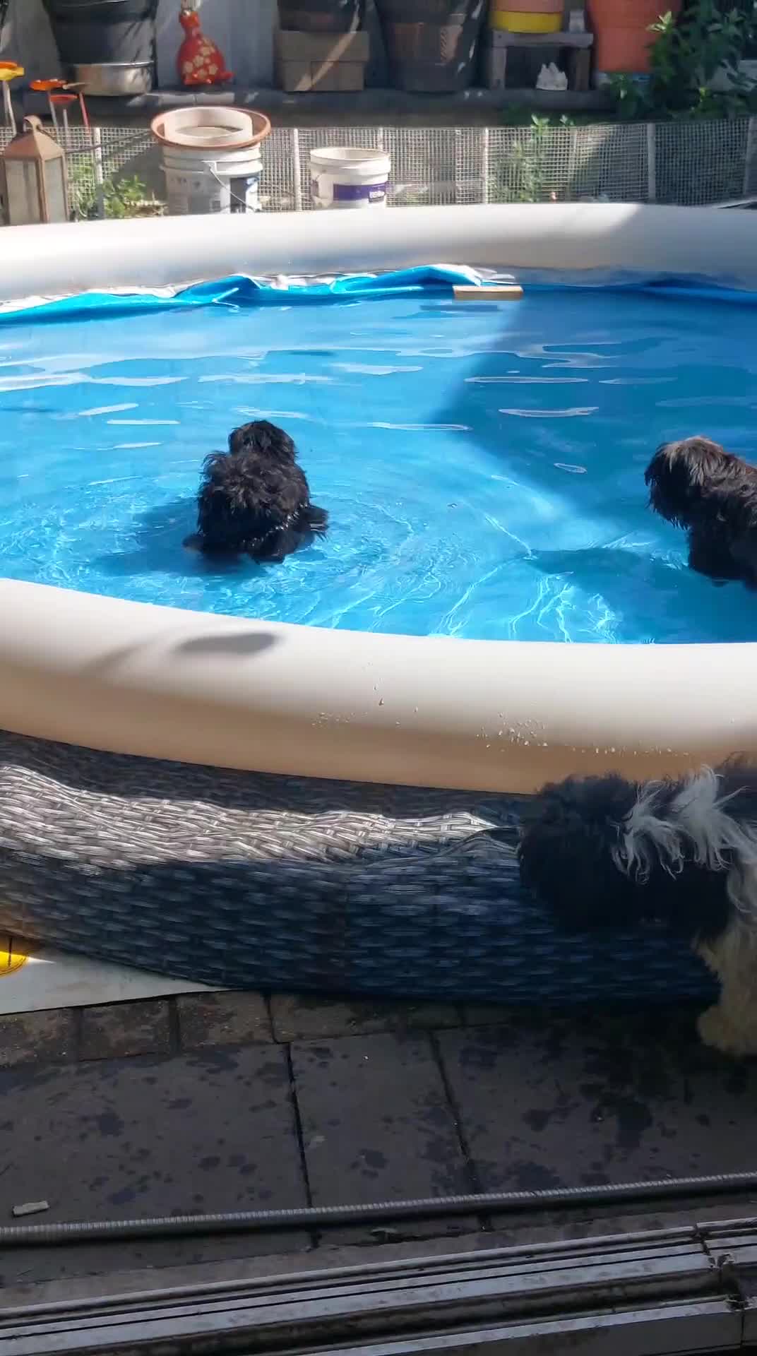 Shih Tzu dogs for sale: Shih Tzu Puppy 3 - Video 1