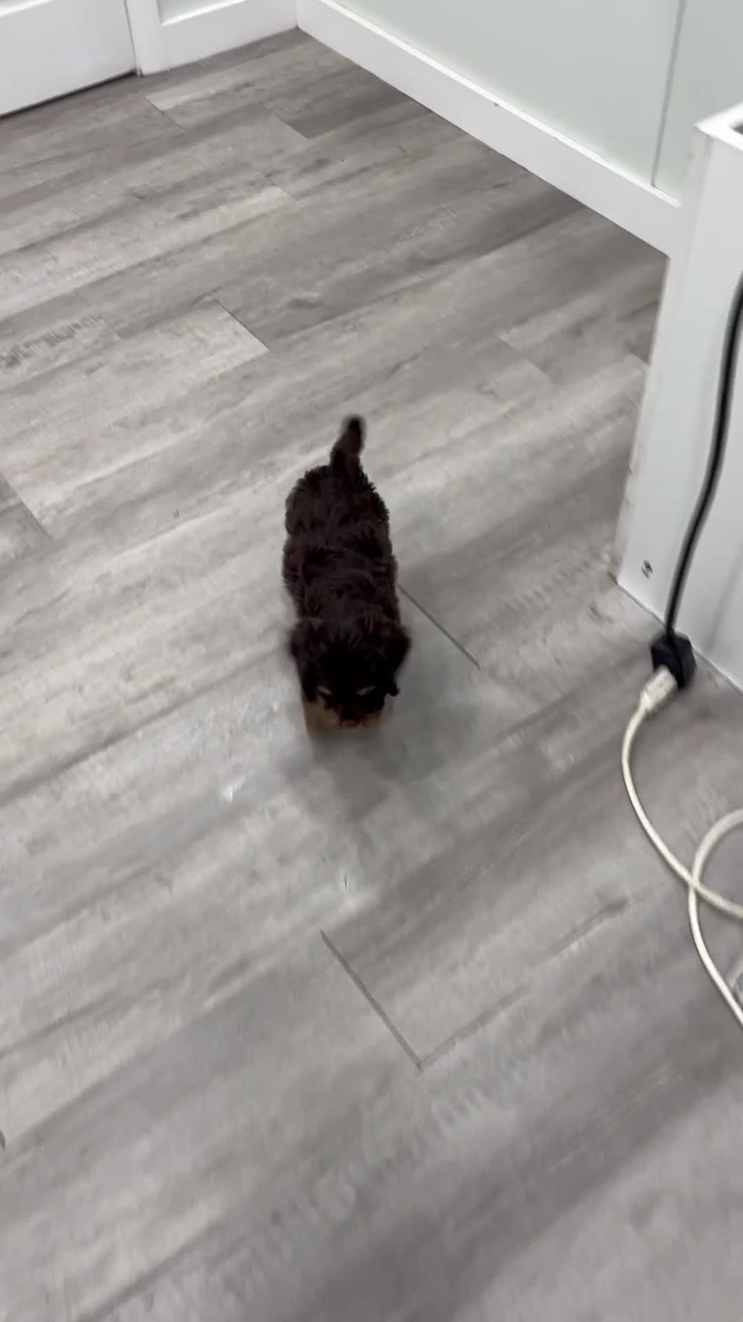 Cavapoo dogs for sale: Hershey - Video 1