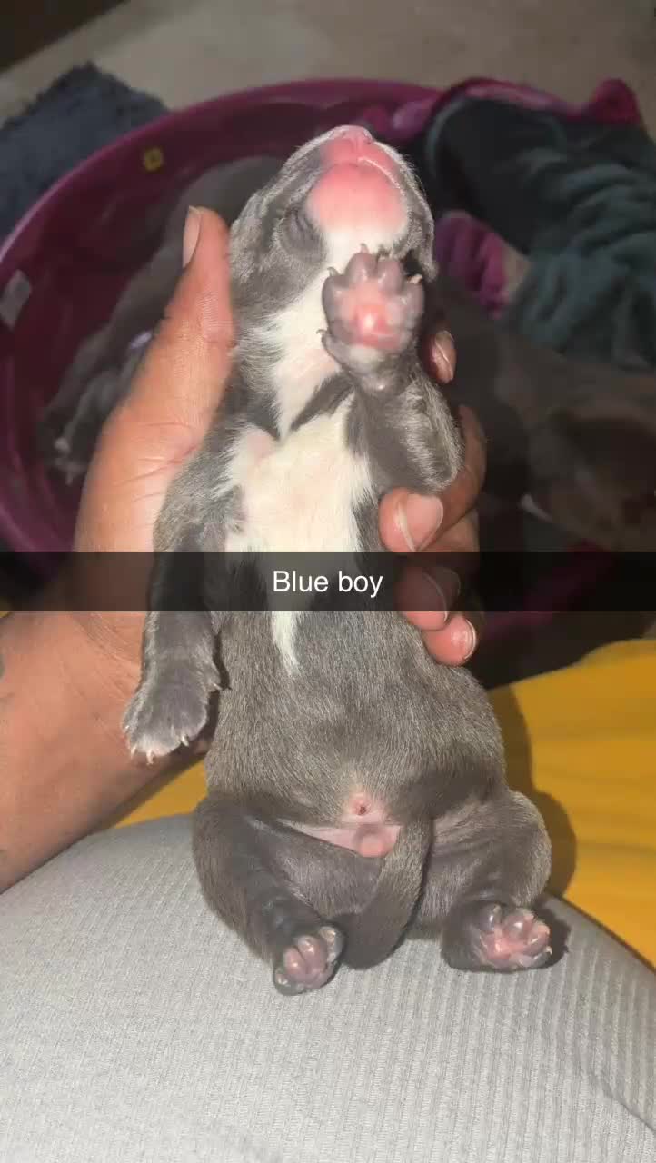 Mixed Breed dogs for sale: Mixed Breed Puppy 2 - Video 2