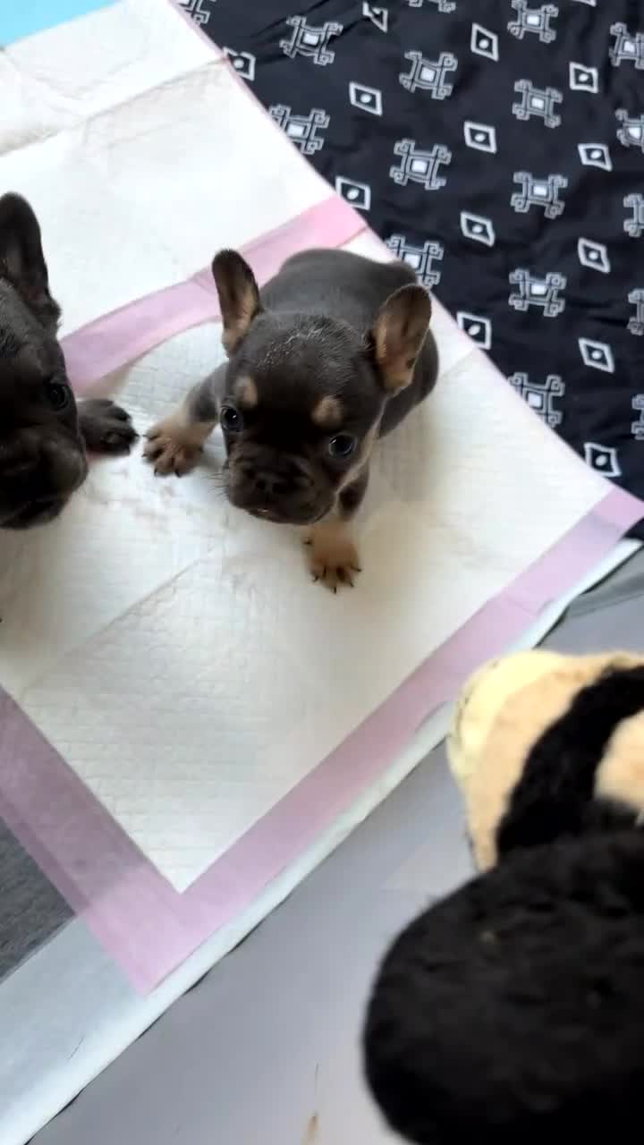 French Bulldog dogs for sale: French Bulldog Puppy 2 - Video 1