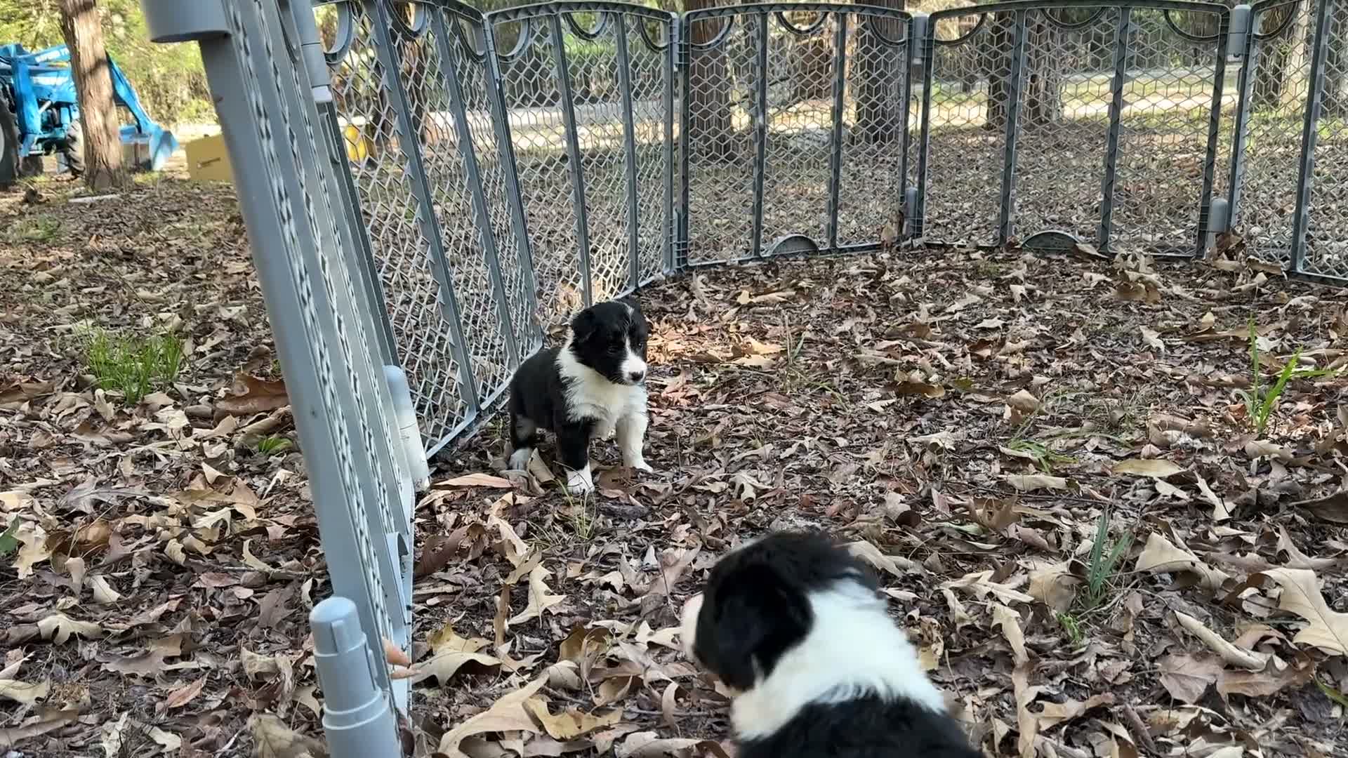 Border Collie dogs for sale: Pepper - Video 1