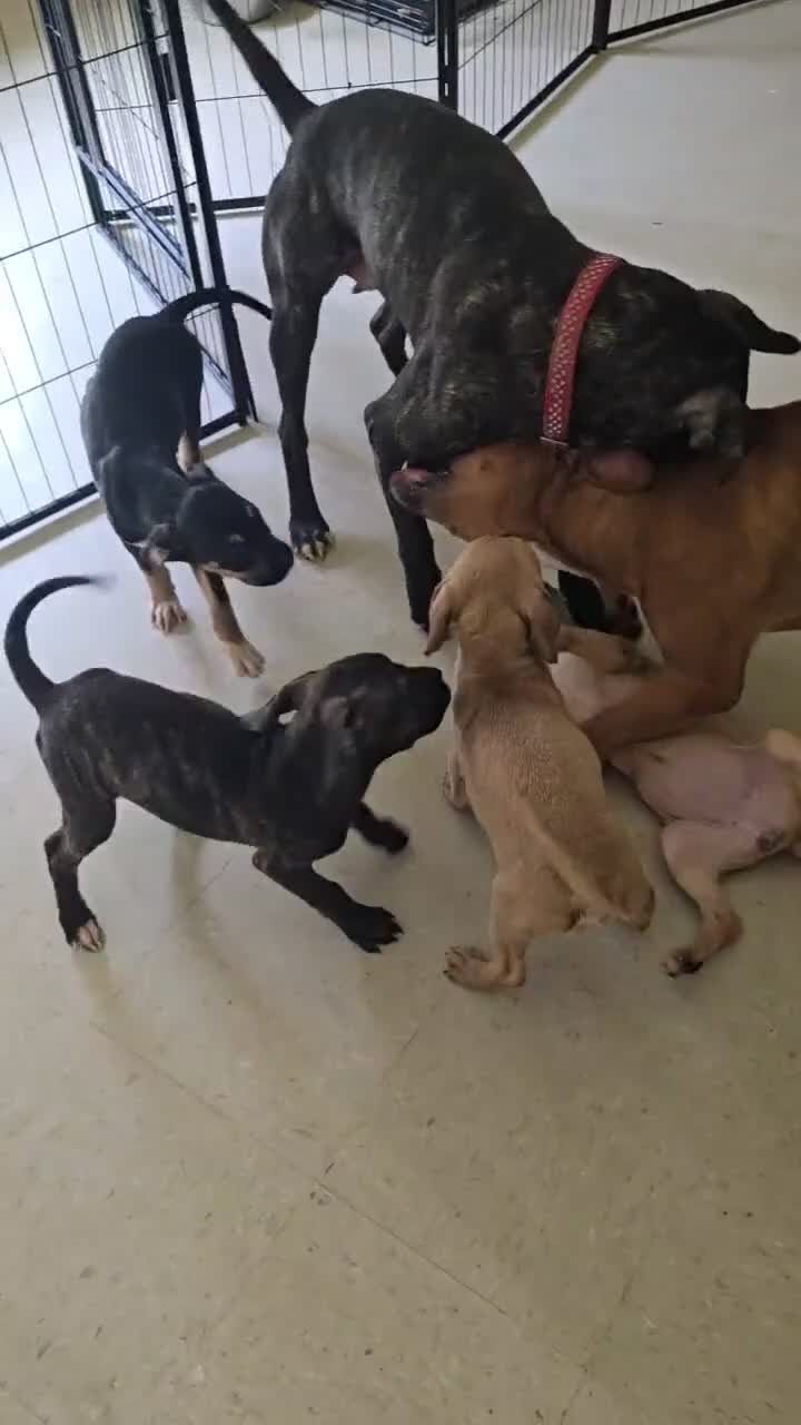 Mixed Breed dogs for sale: Mixed Breed 3 - Video 1