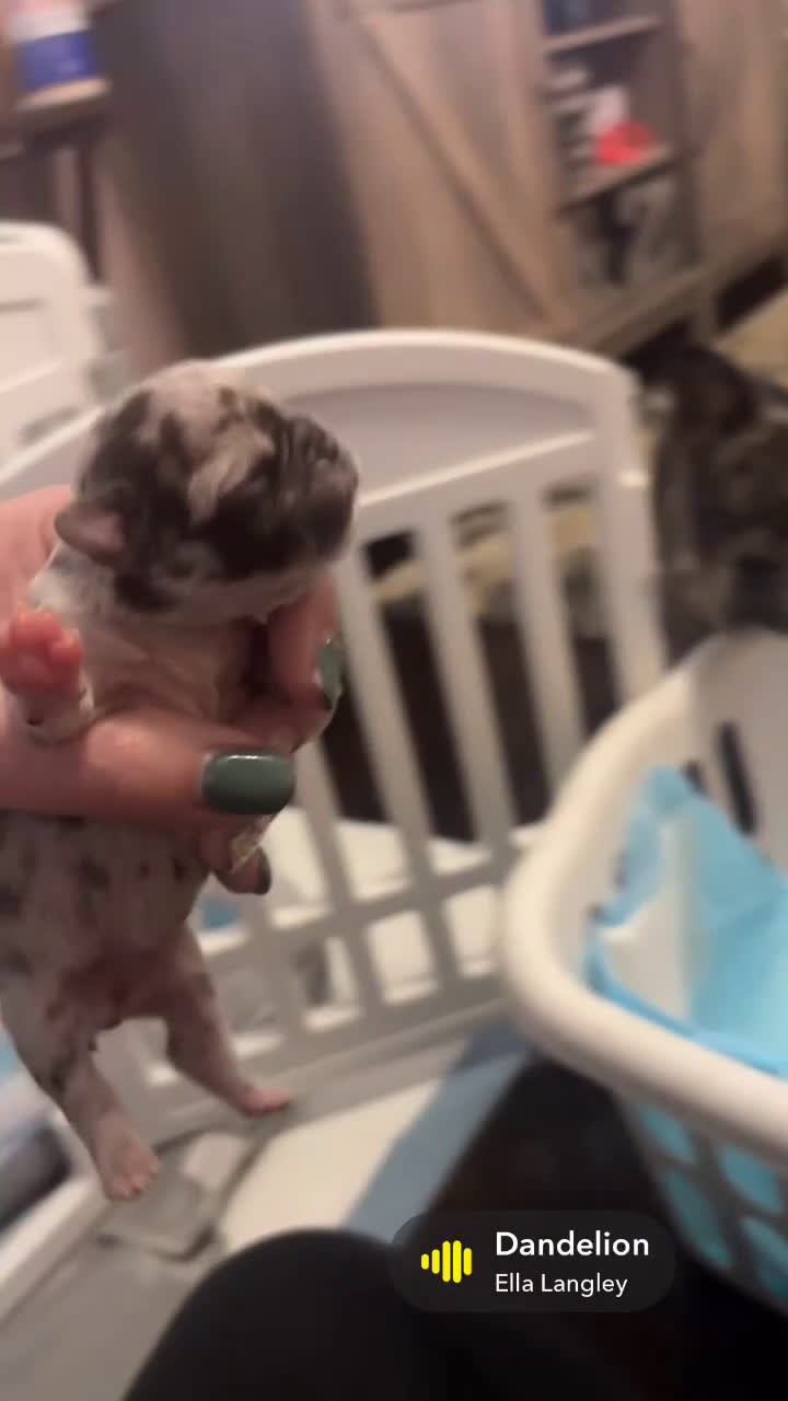 Mixed Breed dogs for sale: Wally - Video 3