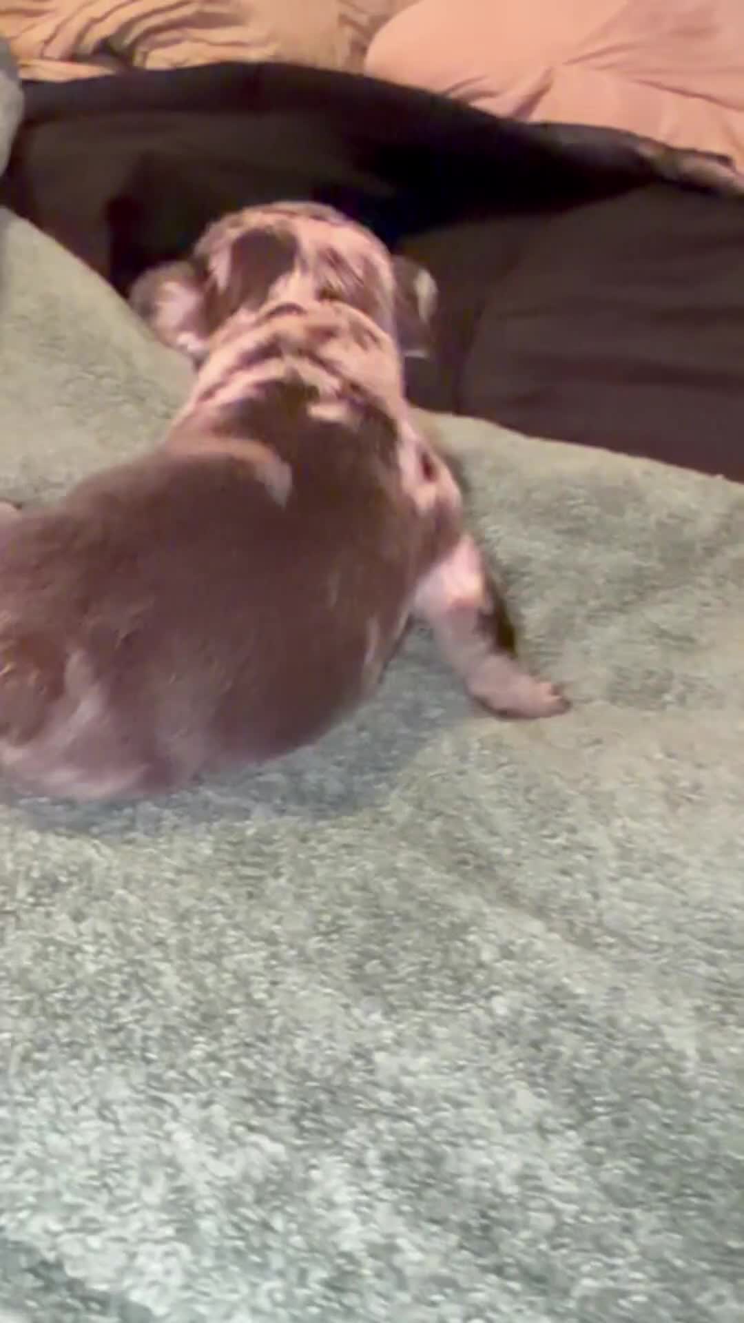 French Bulldog dogs for sale: Merle French Bulldog Puppy 1 - Video 1