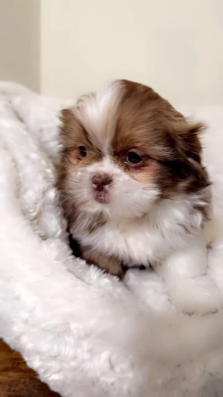 Shih Tzu dogs for sale: Brownie - Video 1