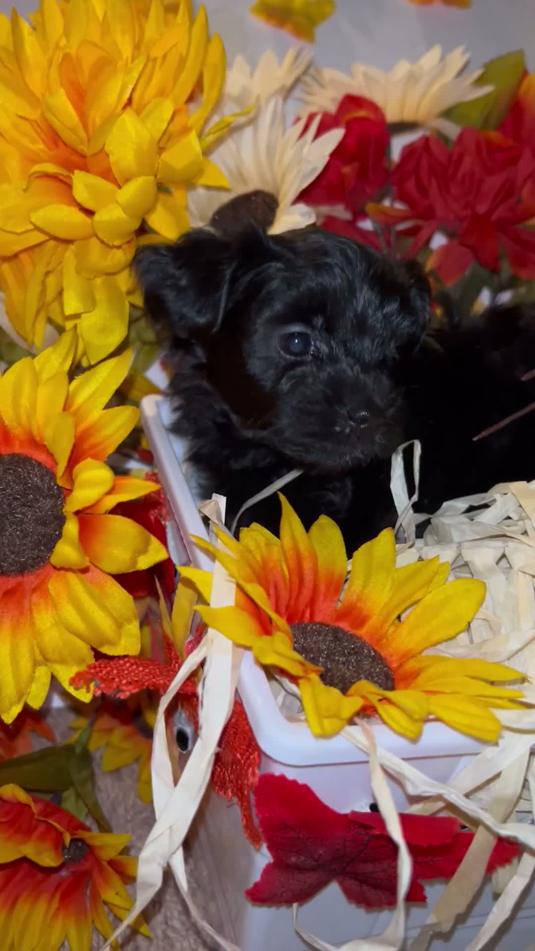 Shorkie dogs for sale: Tiny  - Video 1