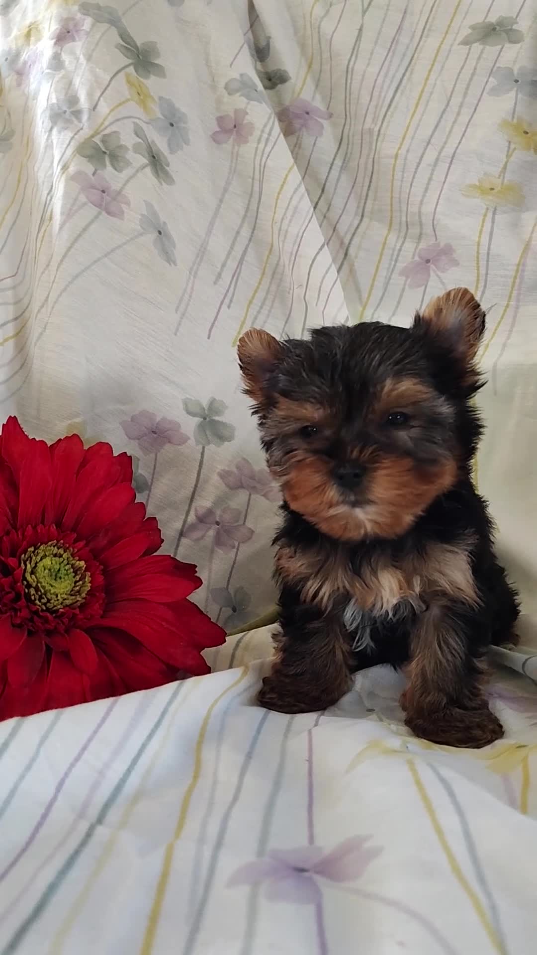 Yorkshire Terrier dogs for sale: Suzie - Video 1